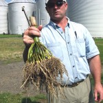 corn-1