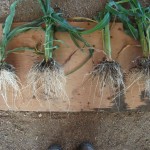 corn-15