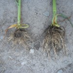 corn-16