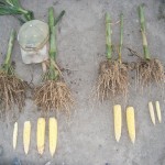 corn-17