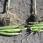 corn-3