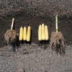 corn-4
