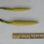 corn-5
