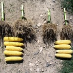 corn-6