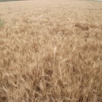 grain-11