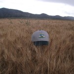 grain-12