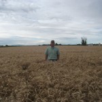 grain-13
