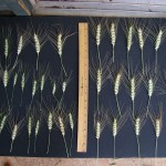 grain-4