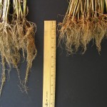 grain-5