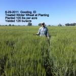 grain-6