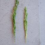 grain-9